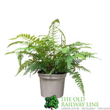 Fern Polystichum braunii Braun's Holly 2Ltr Pot