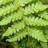 Fern Polystichum braunii Braun's Holly 2Ltr Pot