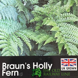 Fern Polystichum braunii Braun's Holly 2Ltr Pot
