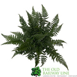 Fern Polystichum tsussimense Korean Rock 2Ltr Pot