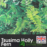 Fern Polystichum tsussimense Korean Rock 2Ltr Pot