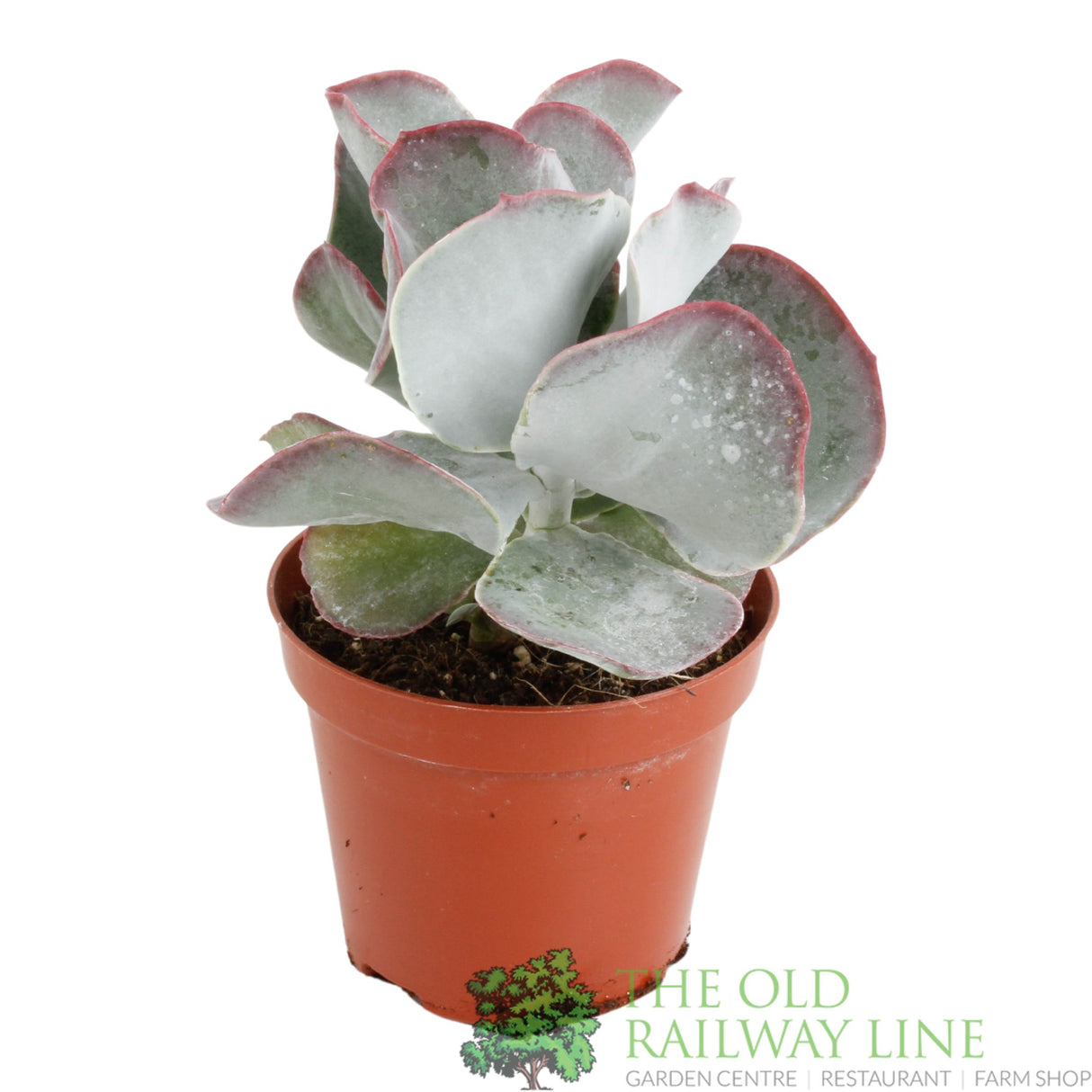 Garden Centre Fresh Cotyledon orbiculata 'Oblonga' 8.5cm Pot