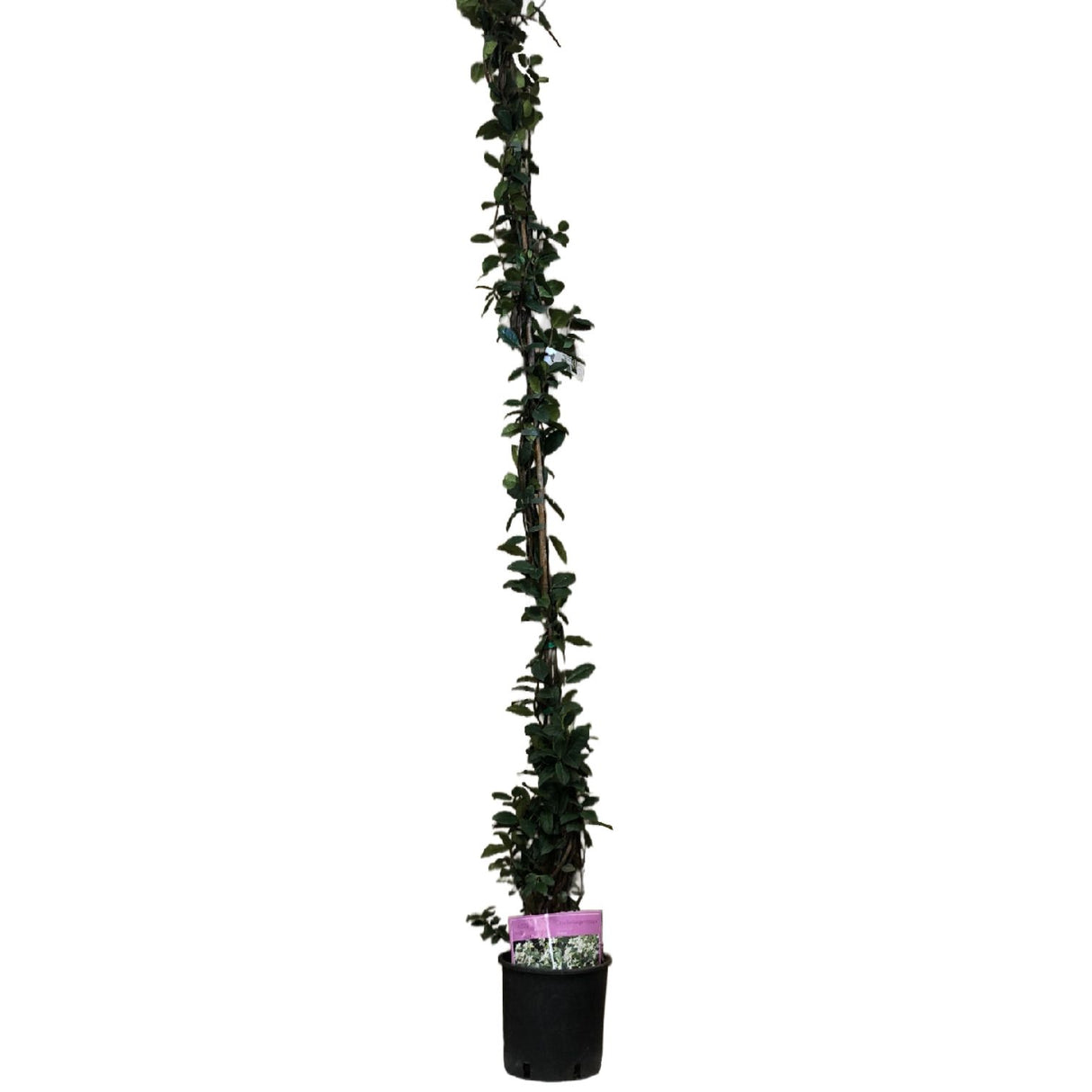 Trachelospermum Jasminoides Climber 1.75m Tall