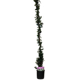 Trachelospermum Jasminoides Climber 1.75m Tall
