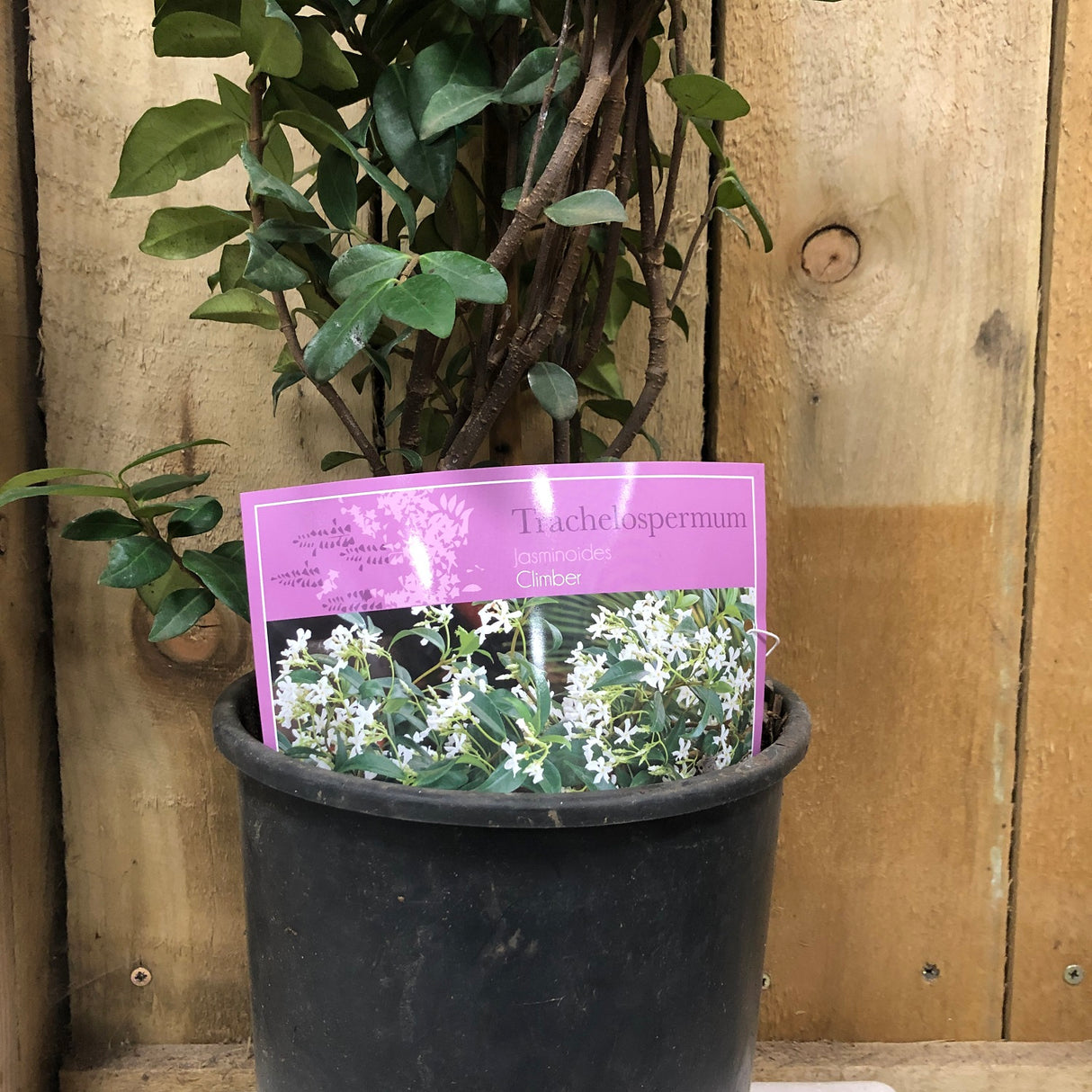 Trachelospermum Jasminoides Climber 1.75m Tall