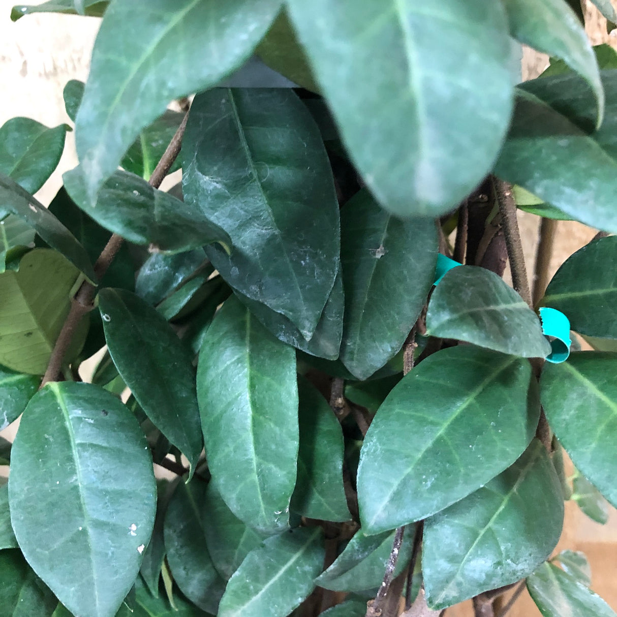 Trachelospermum Jasminoides Climber 1.75m Tall