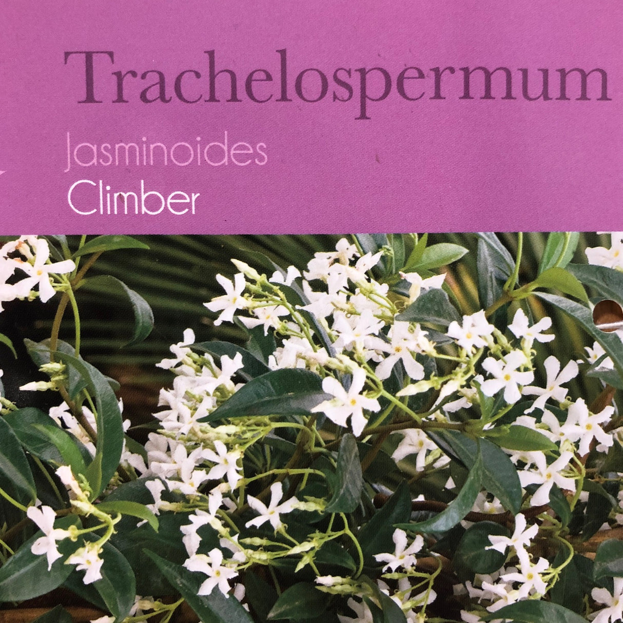 Trachelospermum Jasminoides Climber 1.75m Tall