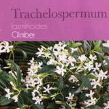 Trachelospermum Jasminoides Climber 1.75m Tall
