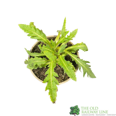 Poppy 'Allegro' Papaver Orientale 1Ltr Pot