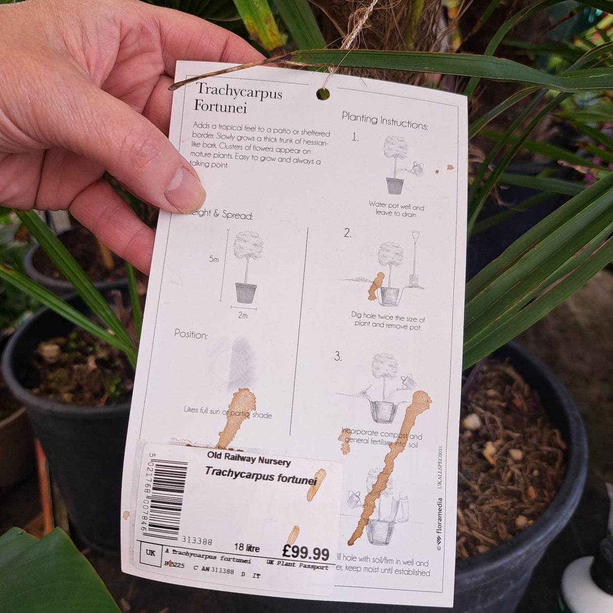 Trachycarpus Fortunei Palm 90cm Tall (IT)