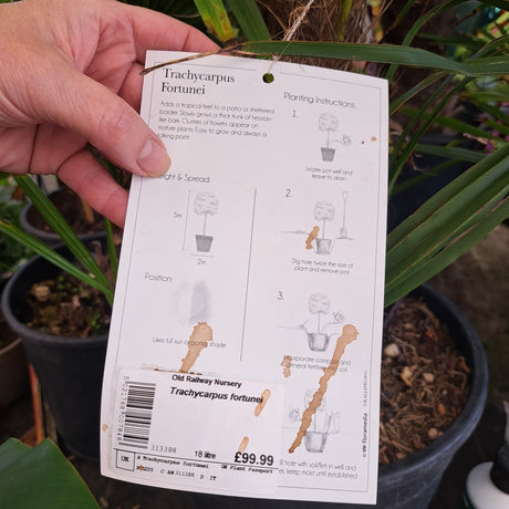 Trachycarpus Fortunei Palm 90cm Tall (IT)