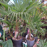 Trachycarpus Fortunei Palm 90cm Tall (IT)