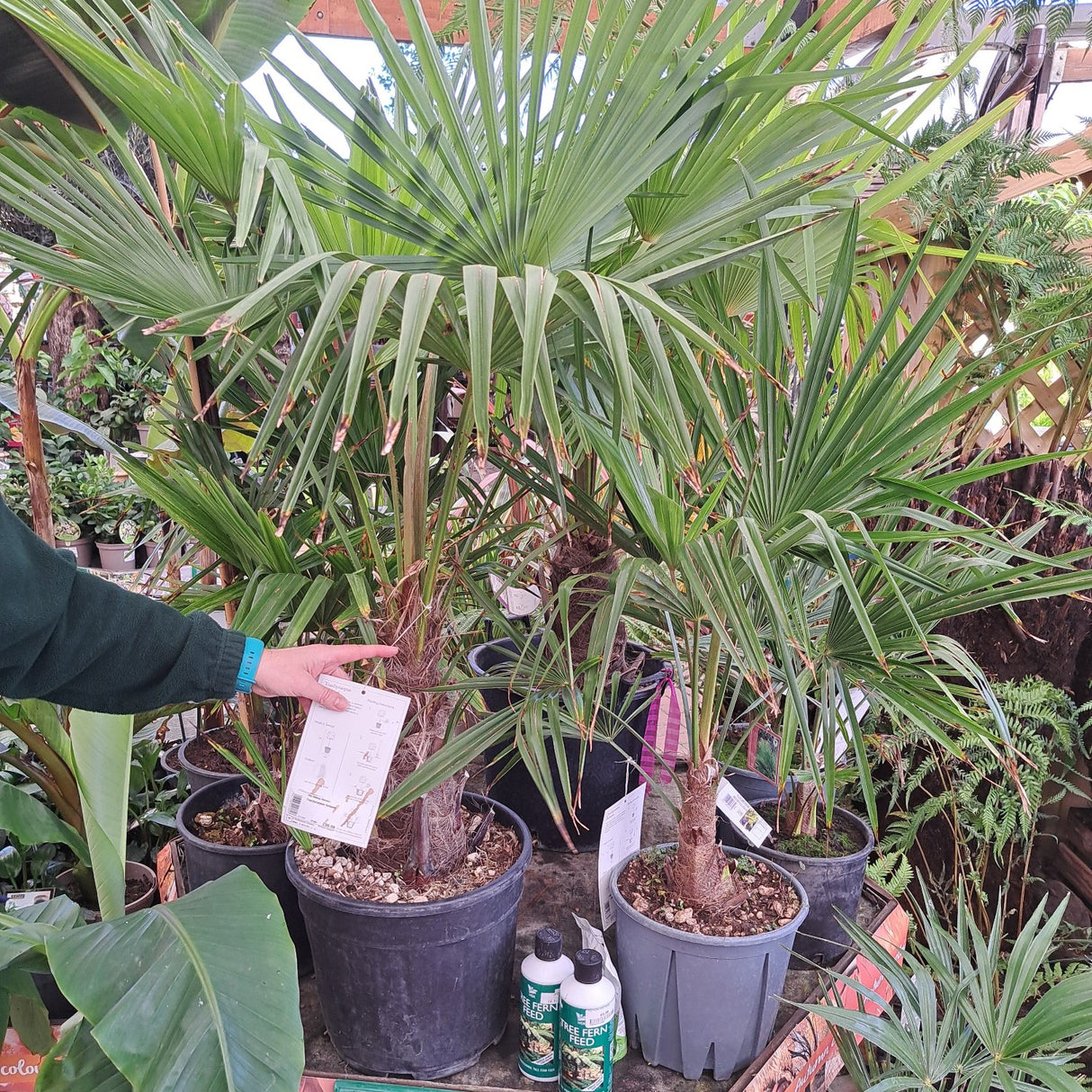 Trachycarpus Fortunei Palm 90cm Tall (IT)