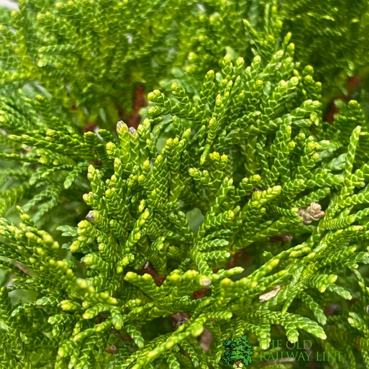 Thuja occidentalis 'Smaragd' 1/4 Standard Topiary Plant