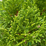 Thuja occidentalis 'Smaragd' 1/4 Standard Topiary Plant