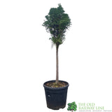 Thuja occidentalis 'Smaragd' 1/4 Standard Topiary Plant