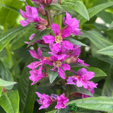 Lythrum salicaria 'Robin' Plant 3Ltr Pot