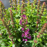 Lythrum salicaria 'Robin' Plant 3Ltr Pot