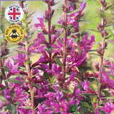 Lythrum salicaria 'Robin' Plant 3Ltr Pot