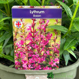 Lythrum salicaria 'Robin' Plant 3Ltr Pot