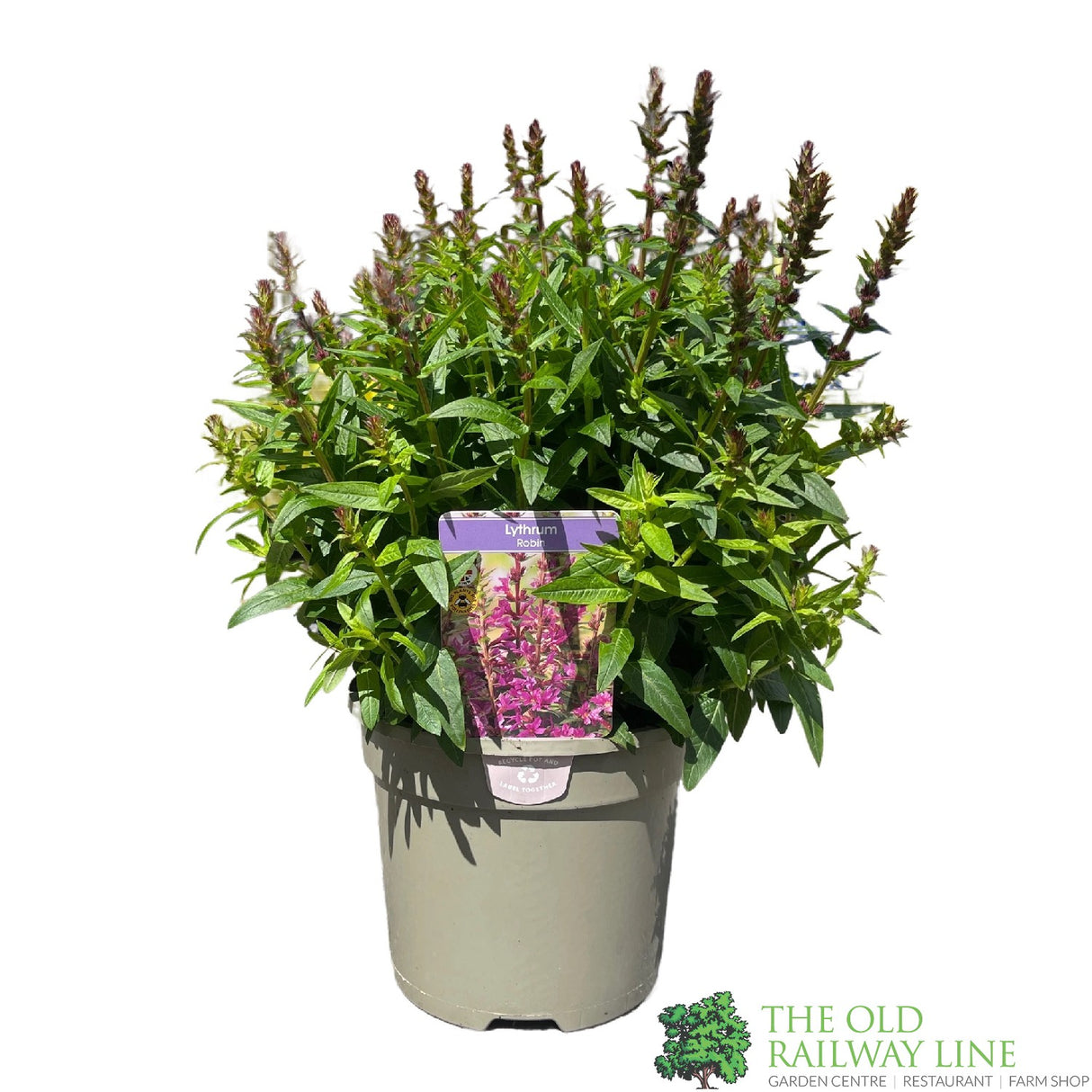 Lythrum salicaria 'Robin' Plant 3Ltr Pot