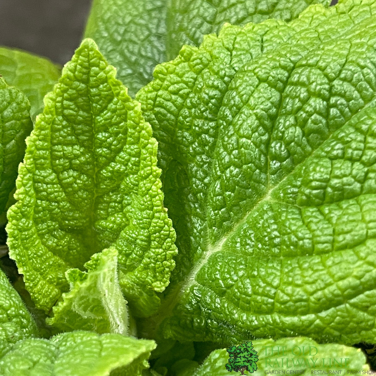 Digitalis purpurea 'Dalmatian White' Foxglove Plant 1Ltr Pot