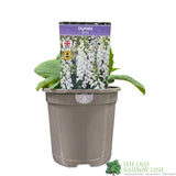 Digitalis purpurea 'Dalmatian White' Foxglove Plant 1Ltr Pot