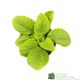 Digitalis purpurea 'Dalmatian White' Foxglove Plant 1Ltr Pot