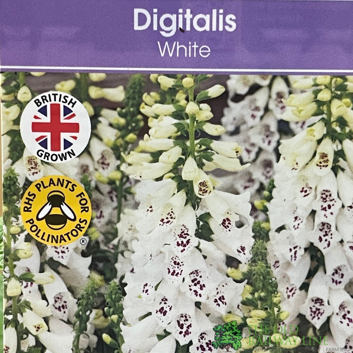 Digitalis purpurea 'Dalmatian White' Foxglove Plant 1Ltr Pot