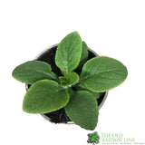 Digitalis purpurea 'Dalmatian Rose' Foxglove 1Ltr Pot