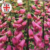 Digitalis purpurea 'Dalmatian Rose' Foxglove 1Ltr Pot