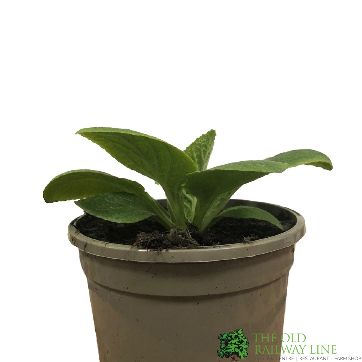 Digitalis purpurea 'Dalmatian Rose' Foxglove 1Ltr Pot