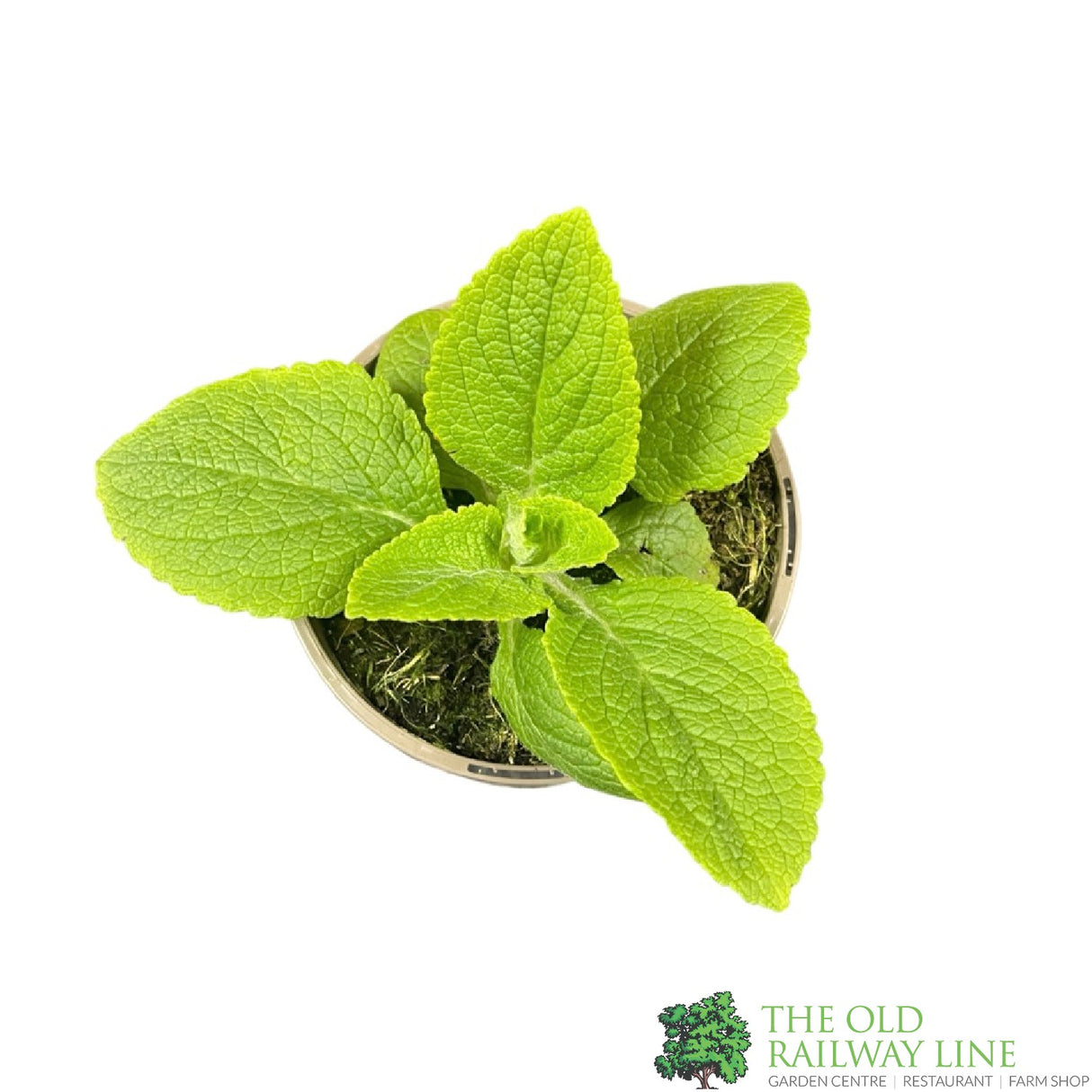 Digitalis purpurea 'Dalmatian Purple' Foxglove 1Ltr Pot