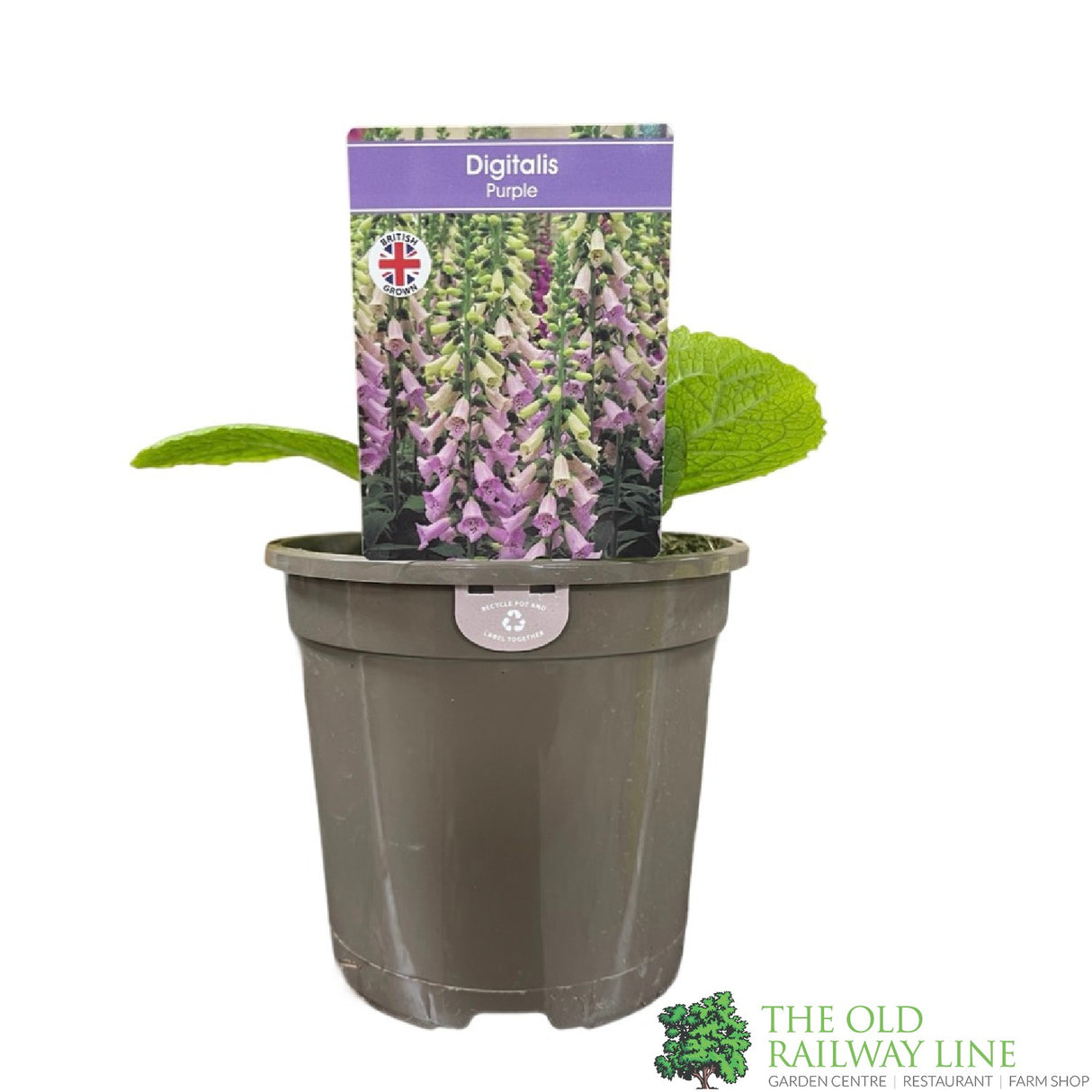 Digitalis purpurea 'Dalmatian Purple' Foxglove 1Ltr Pot