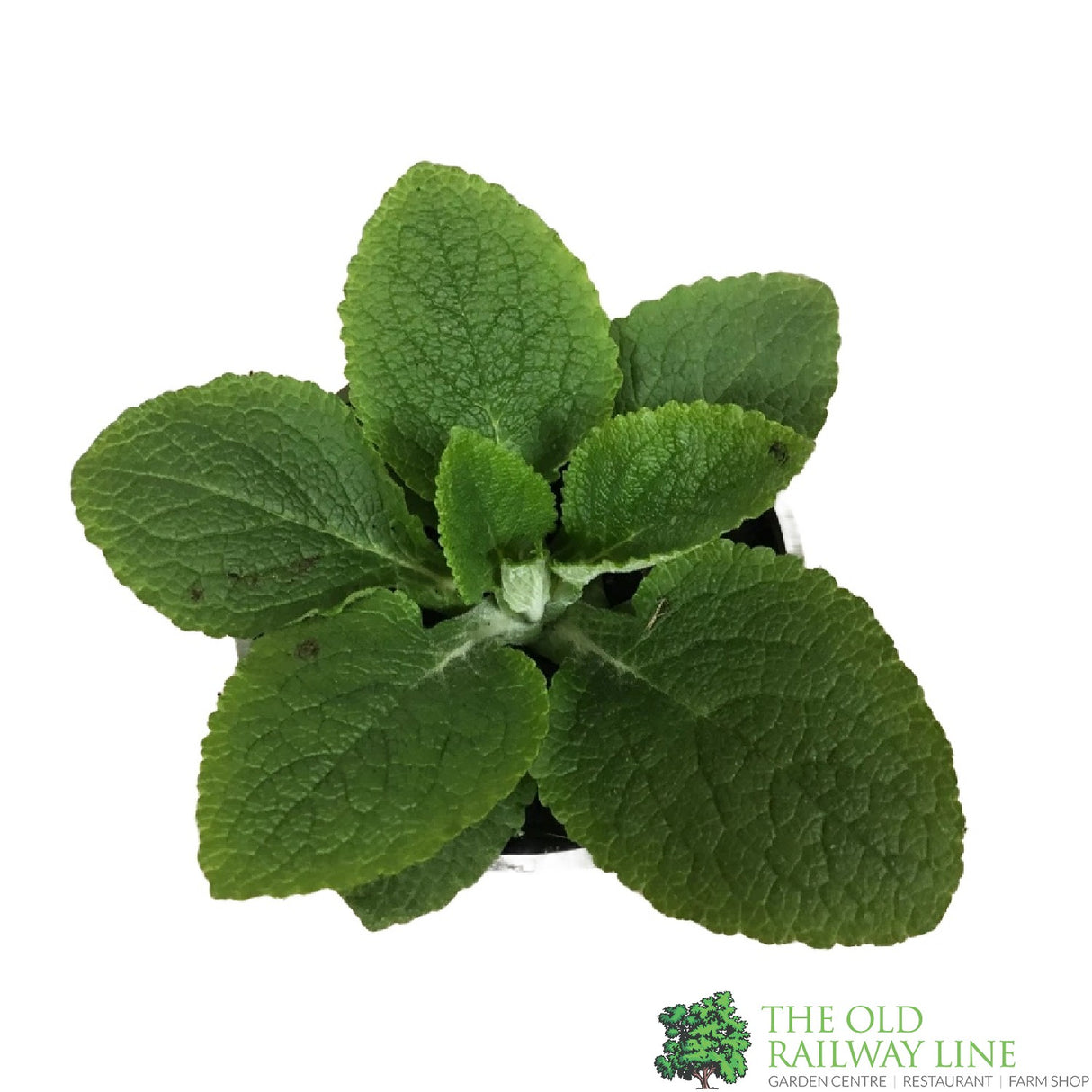 Digitalis purpurea 'Dalmatian Purple' Foxglove 1Ltr Pot