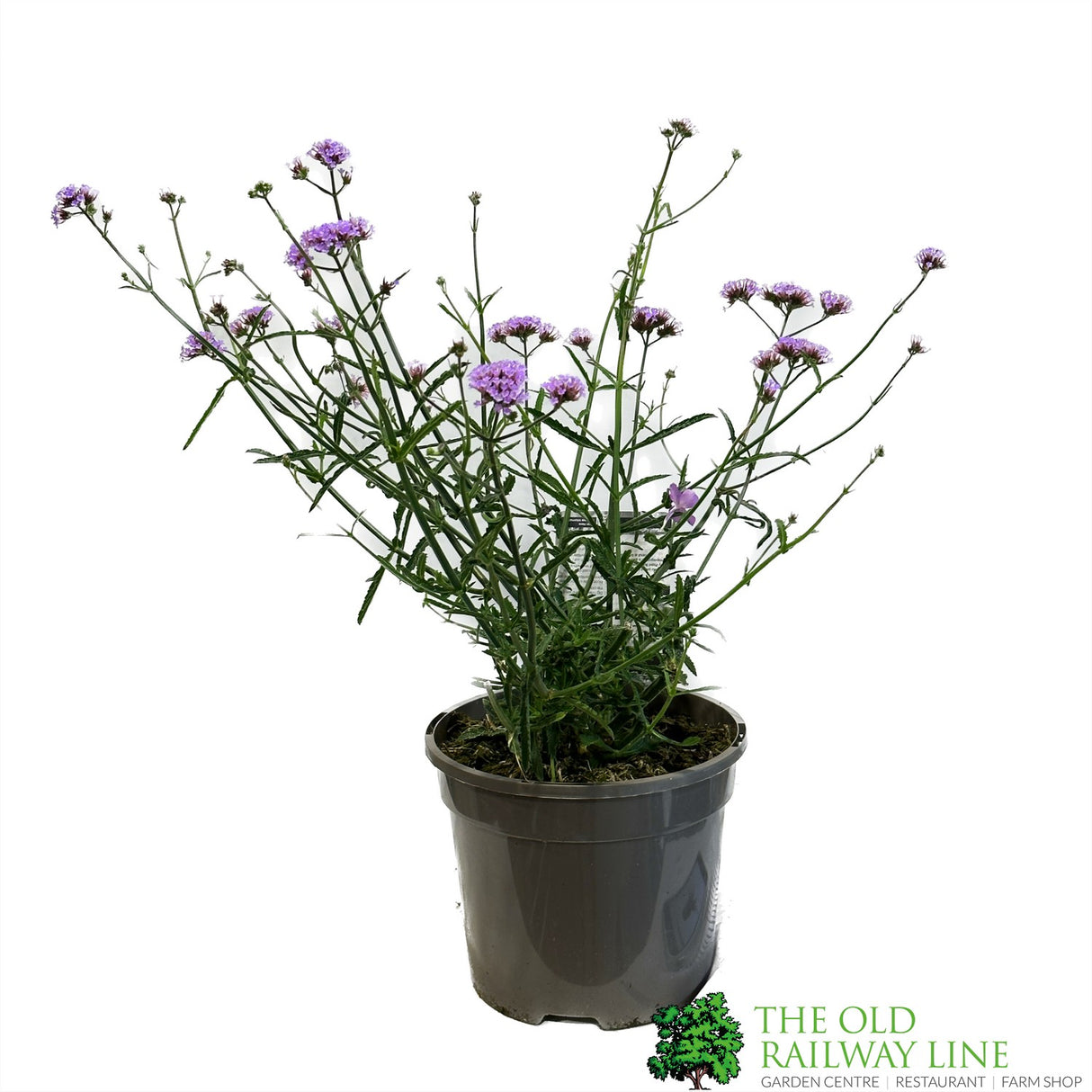 Verbena 'Lollipop' Plant 3Ltr Pot