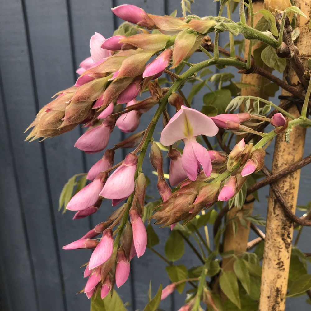 Wisteria Brakybotrys 'Ikoyama Fuji' Climber 1.2m Tall (IT)