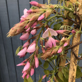 Wisteria Brakybotrys 'Ikoyama Fuji' Climber 1.2m Tall (IT)