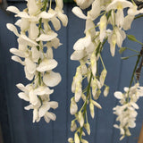 Wisteria Brakybotrys 'Ikoyama Fuji' Climber 1.2m Tall (IT)