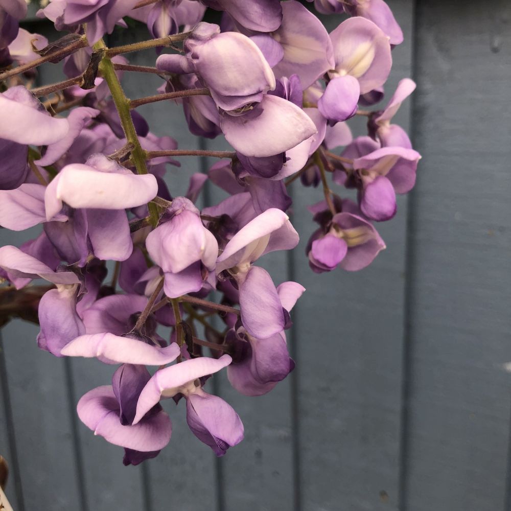 Wisteria Brakybotrys 'Ikoyama Fuji' Climber 1.2m Tall (IT)