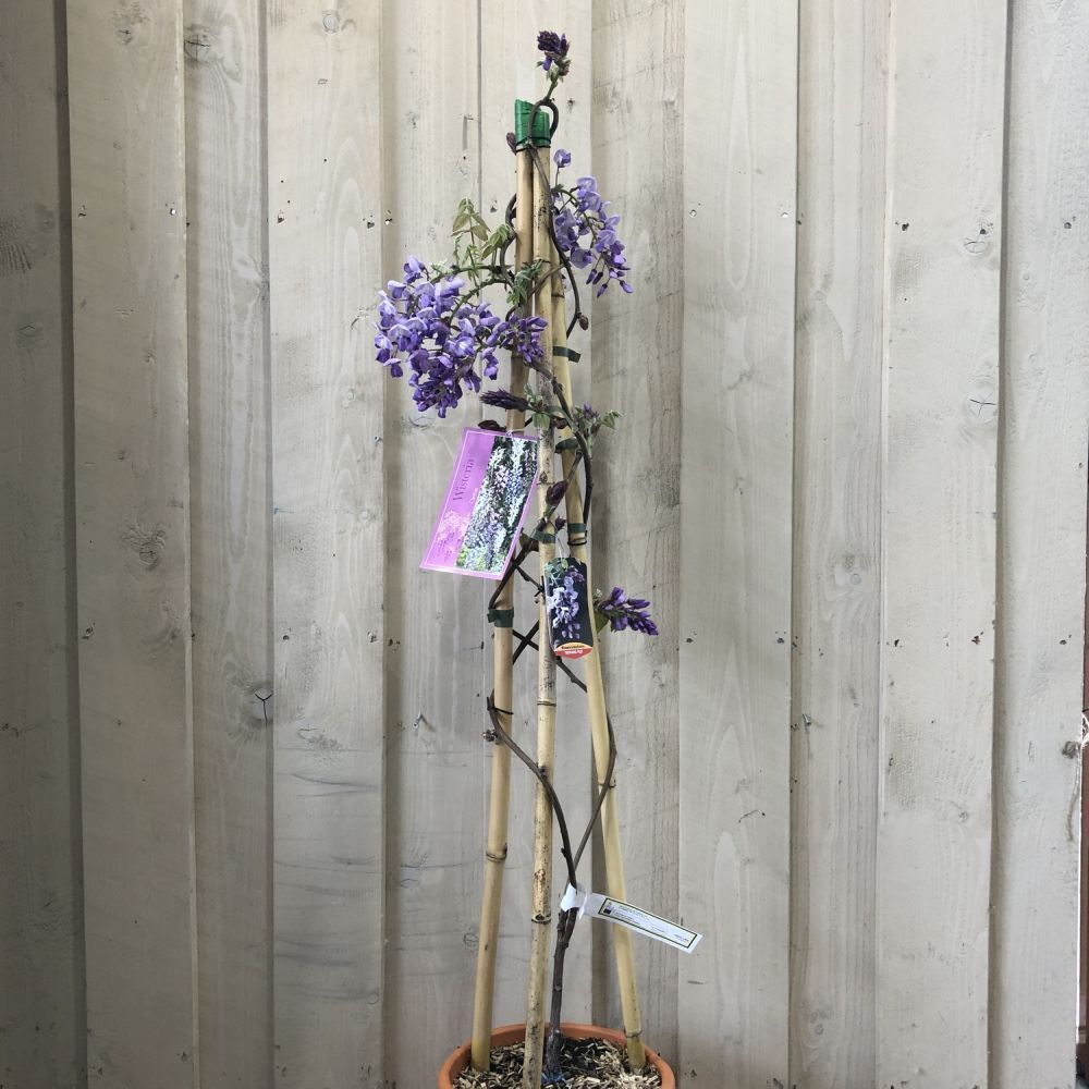 Wisteria Brakybotrys 'Ikoyama Fuji' Climber 1.2m Tall (IT)