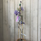 Wisteria Brakybotrys 'Ikoyama Fuji' Climber 1.2m Tall (IT)