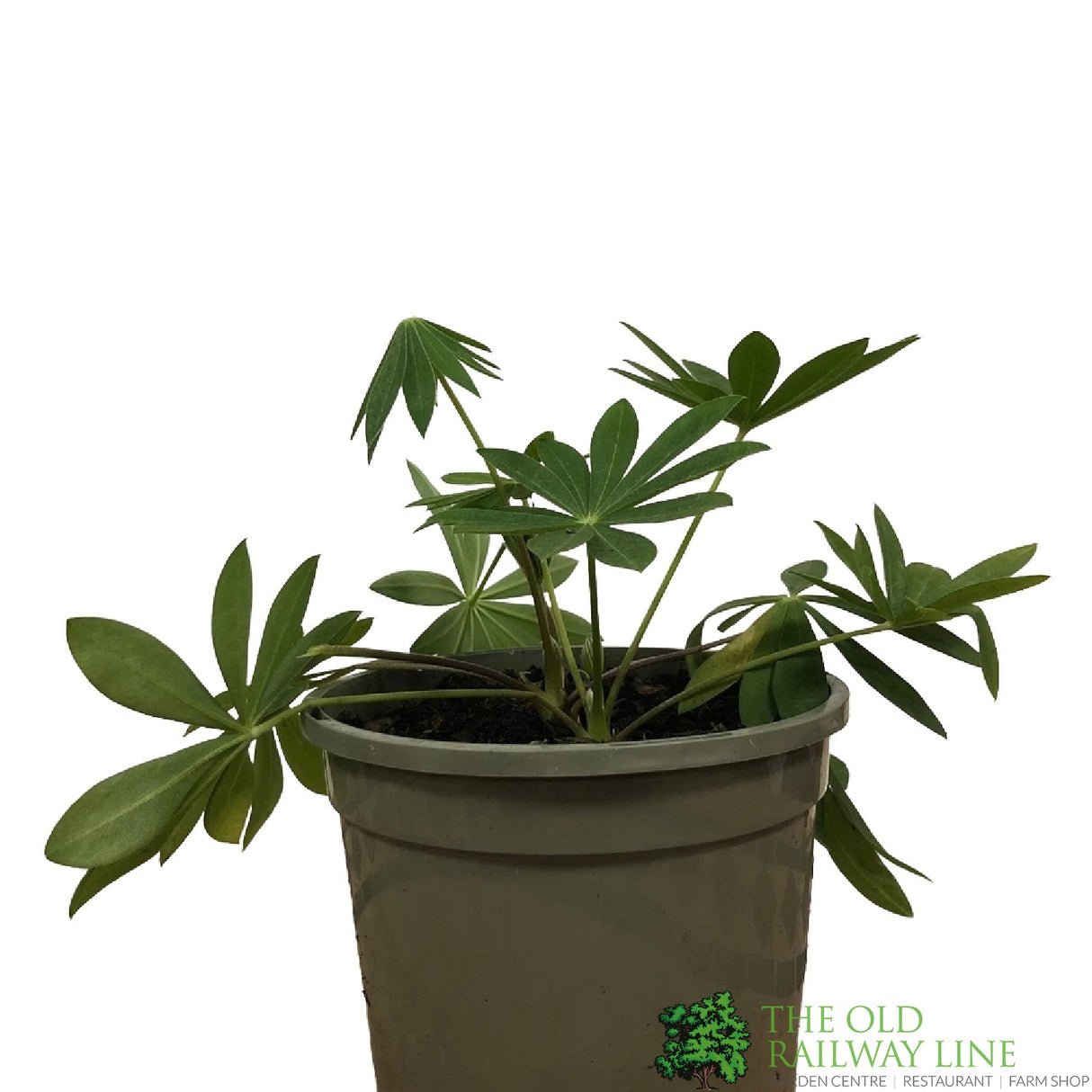 Lupinus albus 'Blue' Lupin Plant 1Ltr Pot