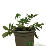 Lupinus albus 'Blue' Lupin Plant 1Ltr Pot