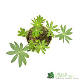 Lupinus albus 'Blue' Lupin Plant 1Ltr Pot