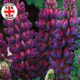 Lupinus albus 'Blue' Lupin Plant 1Ltr Pot