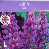 Lupinus albus 'Blue' Lupin Plant 1Ltr Pot