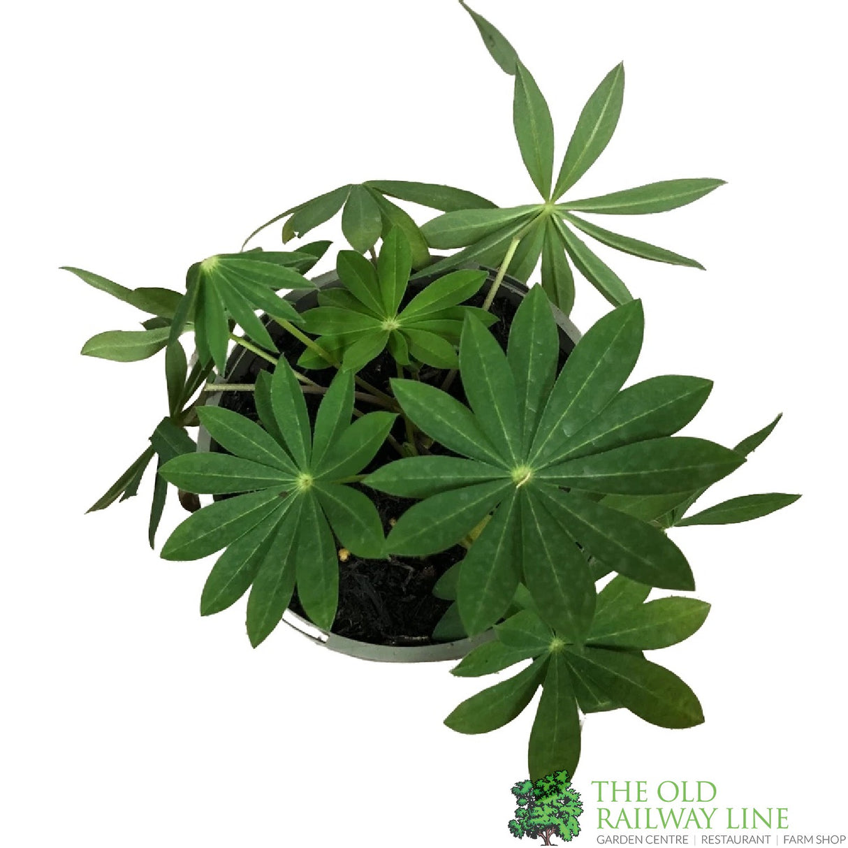 Lupinus albus 'Blue' Lupin Plant 1Ltr Pot
