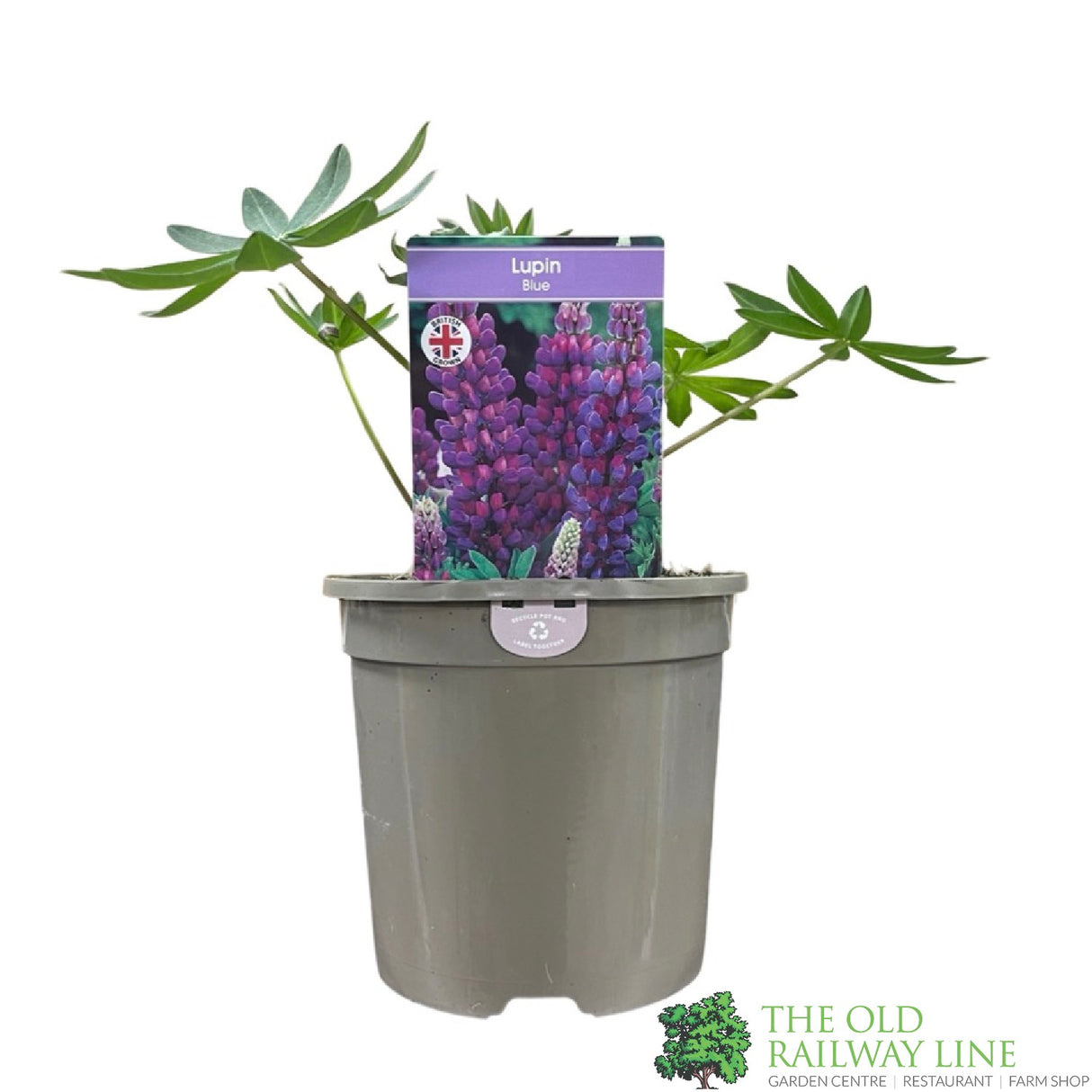 Lupinus albus 'Blue' Lupin Plant 1Ltr Pot
