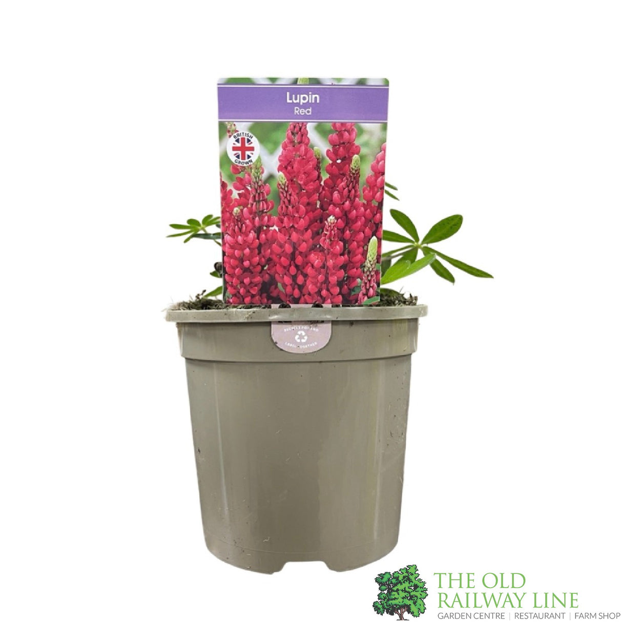 Lupinus albus 'Red' Lupin Plant 1Ltr Pot